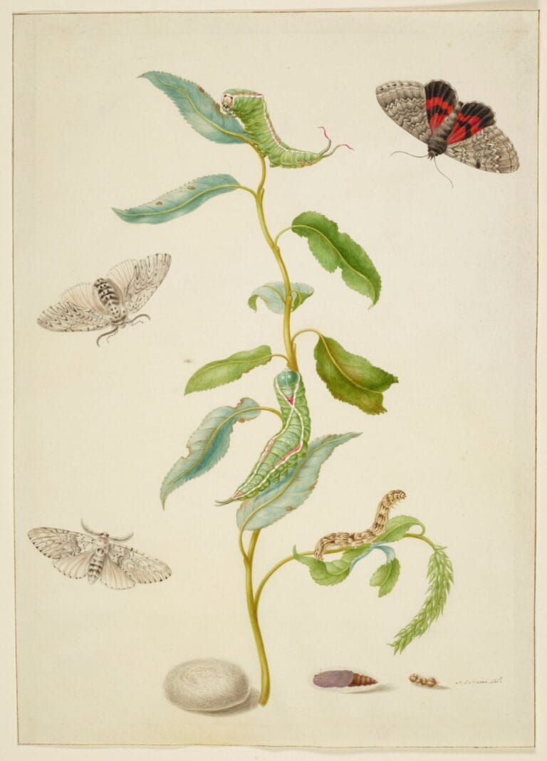 Branch of Willow with Red Underwing and Puss Moths c.1705? Watercolour and bodycolour with gum arabic on vellum Maria Sibylla Merian